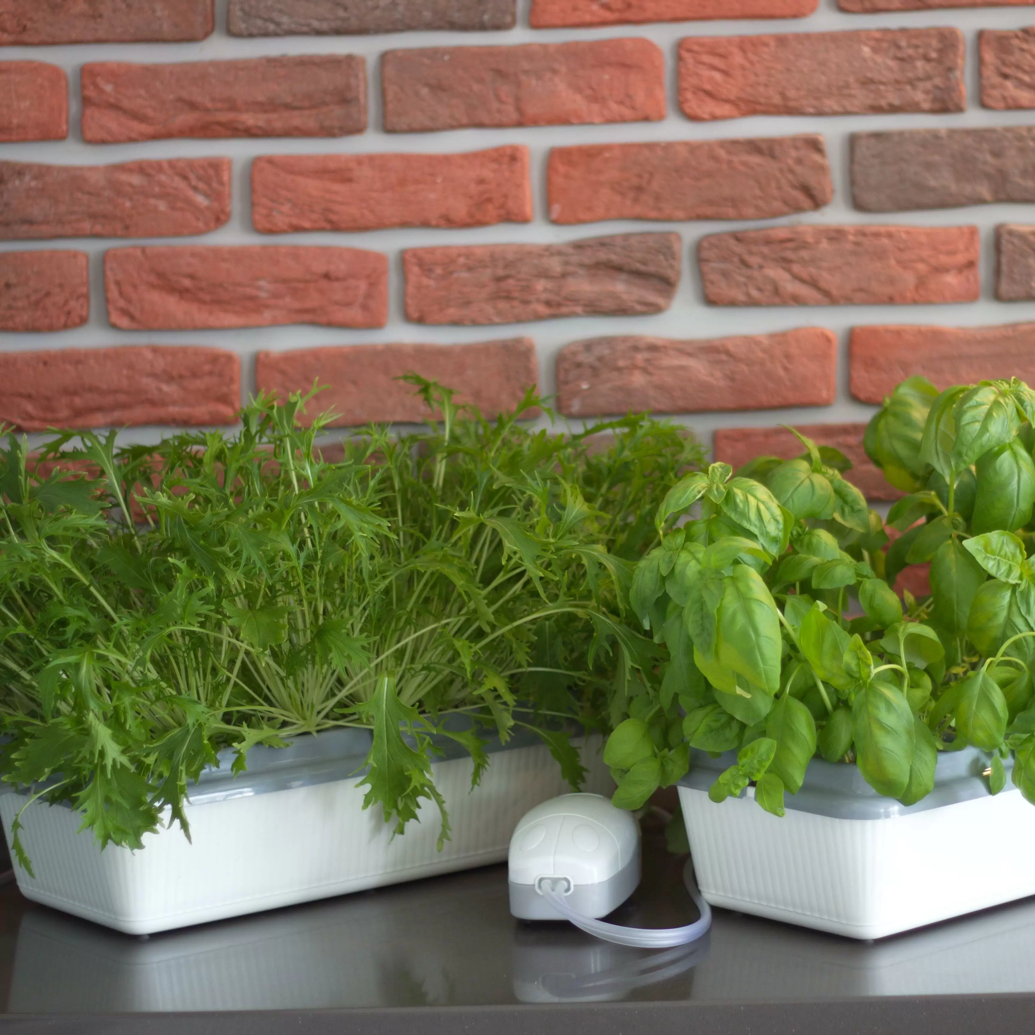 Домашняя чудо грядка "Здоровья КЛАД" (двойная) (300325; двойная.)