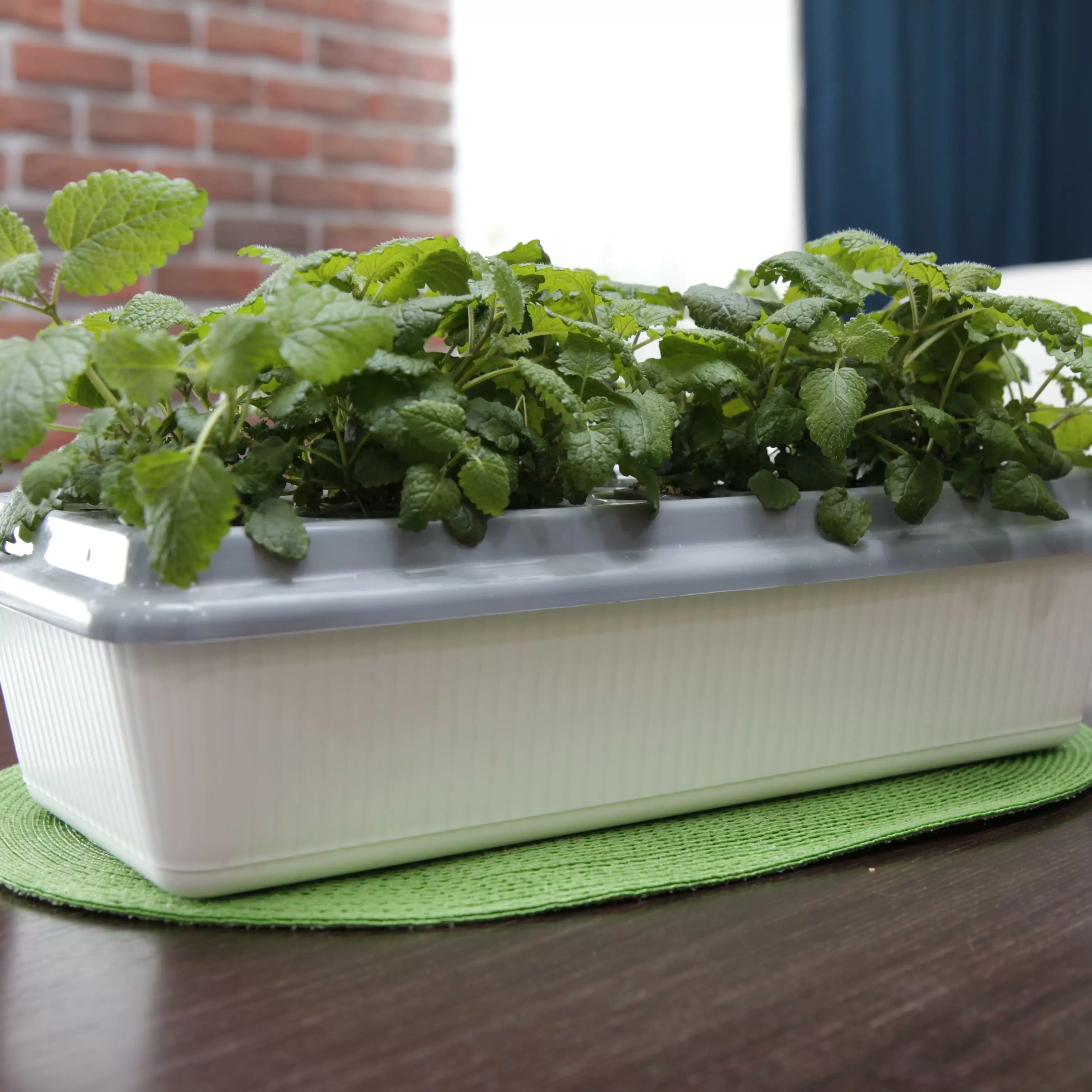 Домашняя чудо грядка "Здоровья КЛАД" (300080; одинарная.)