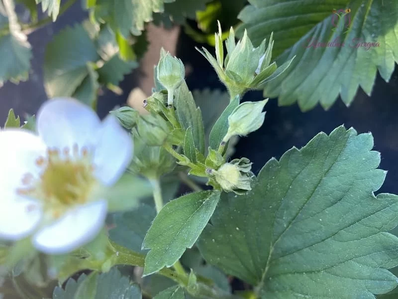 Долгоносик